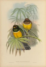 1858 John Gould Trogon P-06 Trogon Auranthventris Orange-breasted  REPRODUCTION