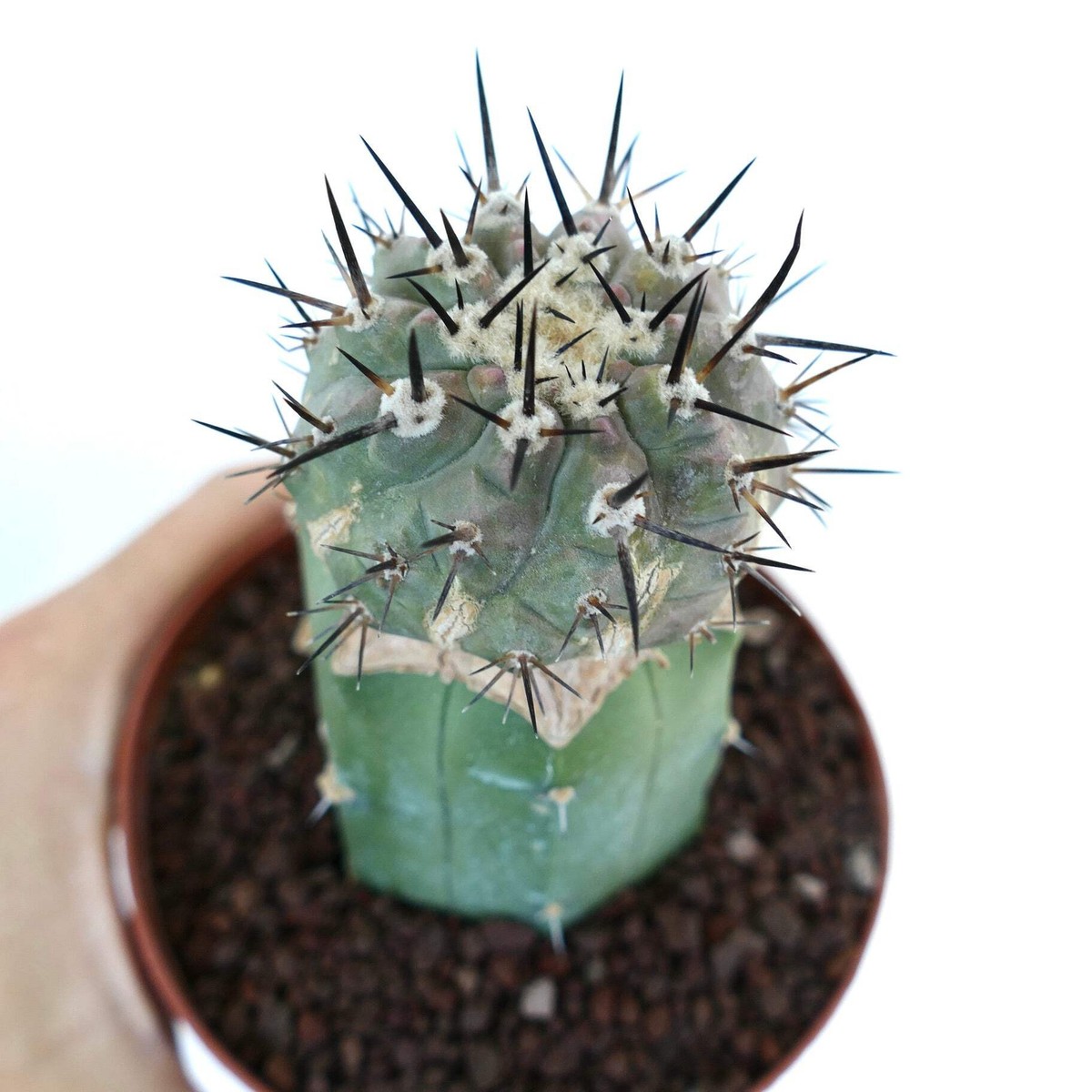 Copiapoa cinerea columna-alba 発根済 コピアポア Copiapoa cinerea - NO crested columna-alba | eBay