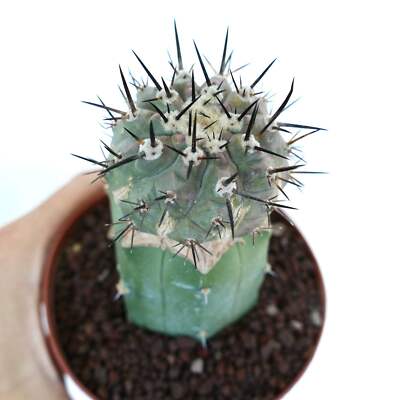 Copiapoa cinerea columna-alba 発根済 コピアポア Copiapoa cinerea - NO crested columna-alba | eBay