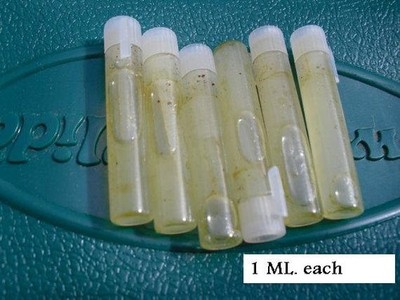 6 Made in USA Honeybee Swarm Lure honey bees hive baits Catchers you get 6