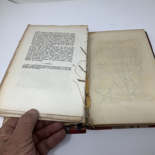 The British Flower Garden by Robert Sweet 1825 to 1827 antique Volume 2 colored - Imagen 11 de 12