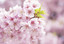 sakurabrandshop