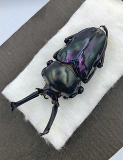 Insect Lucanidae Phalacrognathus muelleri From Australia Male 57mm A1 Purple