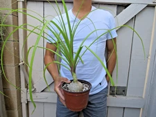 Beaucarnea recurvata pony tail palm Succulent