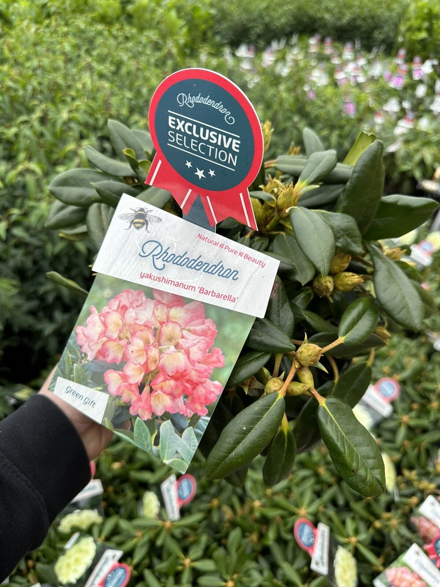 Rhododendron Barbarella - Large XXL 4Ltr Pot Flowering Evergreen Shrub  Hardy | eBay UK