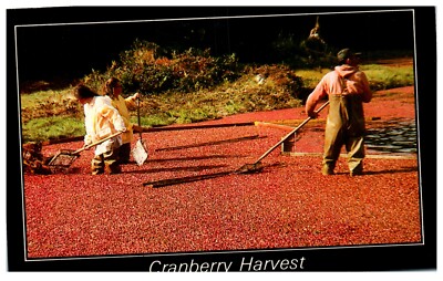 Vintage 1986 Chrome Postcard Cranberry Harvest Scene Cape Cod Massachusetts