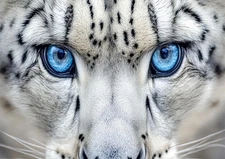 Close-up View of a Leopard PREMIUM POSTER FILM PRINT HIGH QUALITY Thick paper