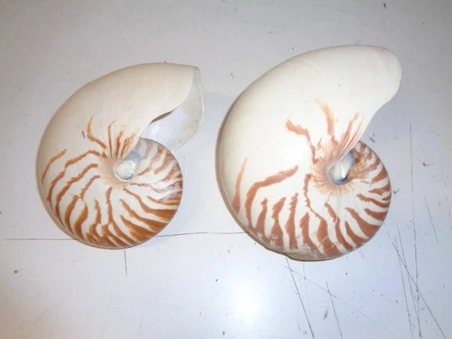 Natural Nautilus Seashell Nautilus Pompilius Lot of 2