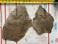 Three Layer Jurassic Dinosaur Footprint Fossil Track Anomoepus Connecticut