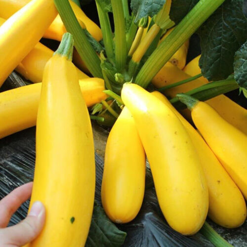 Yellow Straightneck Squash Seeds Summer Golden Zucchini Courgette Vegetable Seed - Picture 5 of 15