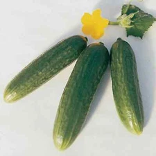 30 Muncher Cucumber - Burpless Cucumber - FREE S.H