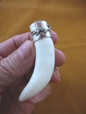 (G967-53) LARGE 3-3/8" GATOR Alligator Tooth Teeth SILVER CAP gators Pendant