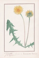 Dandelion Taraxacum Dens-Leonis Flower Botany Watercolour Drawing 1830