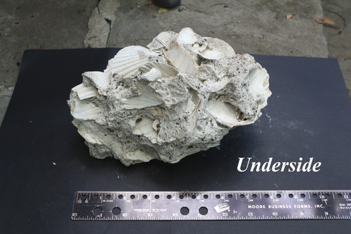 Large Shell Scallop Fossil in Matrix, Florida, Rare, Museum Quality,4 lbs. 13 oz - Picture 15 of 18