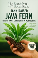 BUY 2 GET 1 FREE Java Fern Microsorum pteropus Easy Live Aquarium Plant