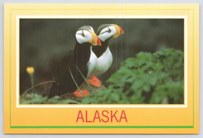 Alaskas Most Popular Bird~The Puffin~Colorful Beak~Coastal Waters~Continental PC