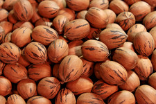 In-Shell Georgia Pecans   Exquisitely Flavorful Smaller Cultivars   20 LBS