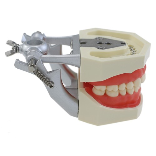 Kilgore Nissin 200 Type Dental Typodont Model 32 28 Teeth Removable Screw-in - Picture 34 of 34