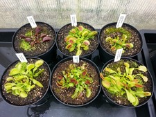 Fleischfressende Pflanzen Dionaea muscipula 6 Kultivare