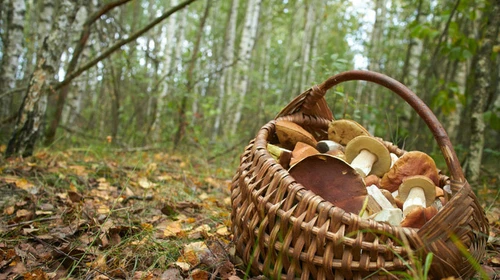 Dried wild mushrooms
