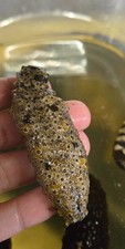 Sea Cucumbers- Large- Atlantic- Assorted
