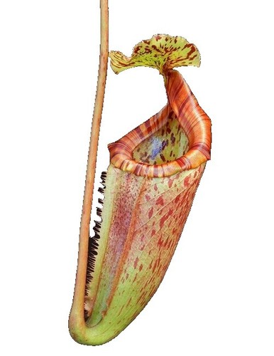10 Lowland Nepenthes Seeds for Planting Pitcher Plant | eBay