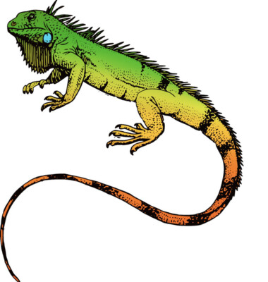4  Iguana Sticker Colorful Change Green Lizard Gecko Pet Reptile Camouflage