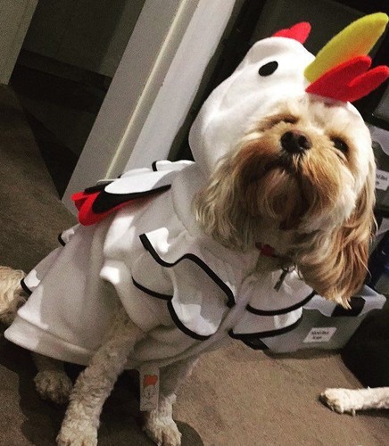 christmas turkey dog outfit