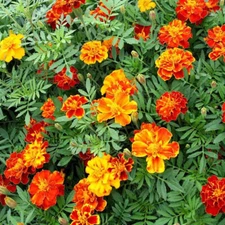300+ FRENCH MARIGOLD "DWARF" PETITE SEEDS FRESH FOR YOUR FLOWER POTS AND GARDENS