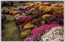 Colorful Floral Garden Forsythia Candy Tuft Rose Daphne Phlox Chrome