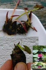 Rote Bonsai-Seerose schnellwachsende Aquariumpflanzen gegen Algen im Aquarium