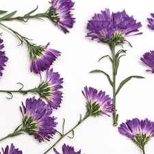 12PCS Pressed Dried daisy Flower, Side Pressed with Leaves FSS93-Purple