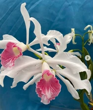 Cattleya purpurata carnea Large Species Orchid Eros Breeding Stock 7” Pot