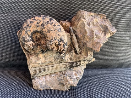 Rare Triassic Ammonite & Belemnite In Matrix, Unidentified Species, Timor-Leste