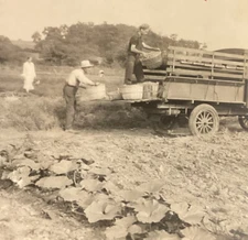 Farmer Loading Trucks Vegetables For Market c1920 Keystone 26395 SB2