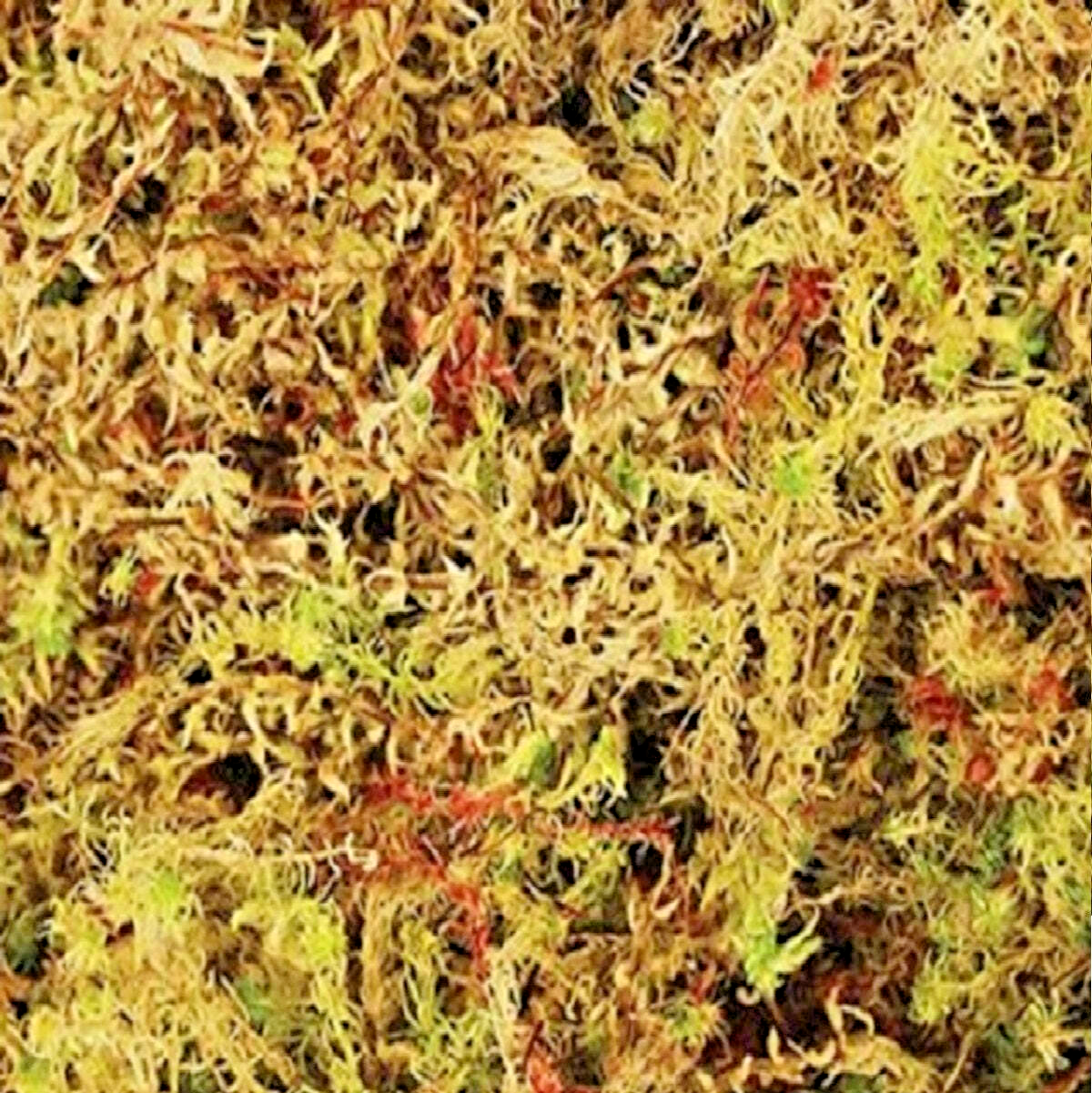 1.5L KOMODO HABITAT MOSS : 100% Natural Sphagum Mosses bp Reptiles Lizard Snakes