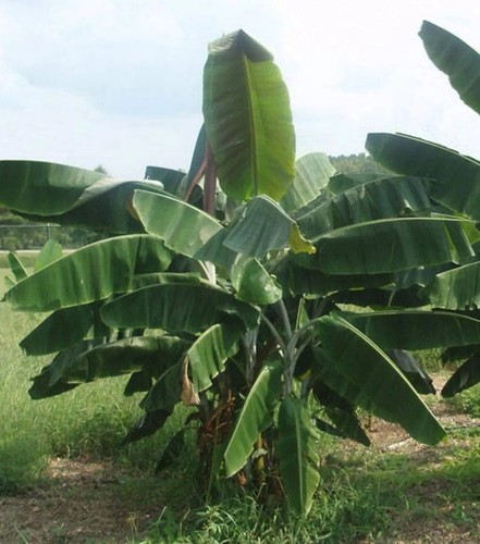Musa thomsonii, rare banane exotique rustique, banane de Thomson - 10 graines - Photo 2/5