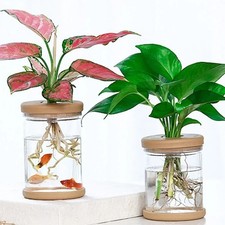 Clear Plastic Plant Container for Small Indoor Plants Drought Resistant