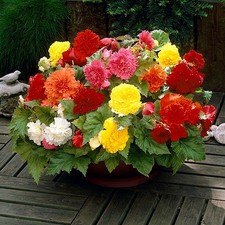Begonia Tubers Summer Flowering Bulbs Garden Perennial Mix Hanging Basket or Tub