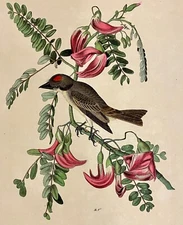 Audubon Pipiry Flycatcher Plate 55 Birds Of America 1st Ed Royal Octavo