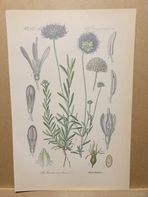 1886 ANTIK LITHOGRAPHIE ILLUSTRATION BOTANIK BLUME FLORA NATURE DECOR BILDER RAR - Bild 1 von 2