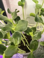 👉 3 x Butternut Squash Plug Plants – Easy Grow Vegetable Plants for UK Gardens