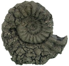 Lias  Bifericeras subplanicosta  Bemerkenswerter Top Ammonit  Holzmaden  4862