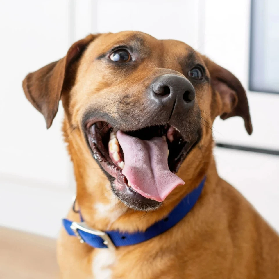 2 Bolsas Kibbles 'n Bits Bistro Carne Asada de Res, Verduras y Manzana Comida Seca para Perros, 45 lb Foto 4 de 4