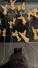 Lot of 15 Gold Angel Floral Wire Picks and figures — photo 6