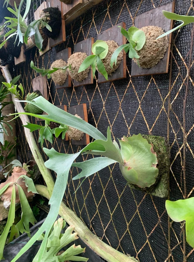 Platycerium Bifurcatum Green SP – Exotic Staghorn Fern Collector's