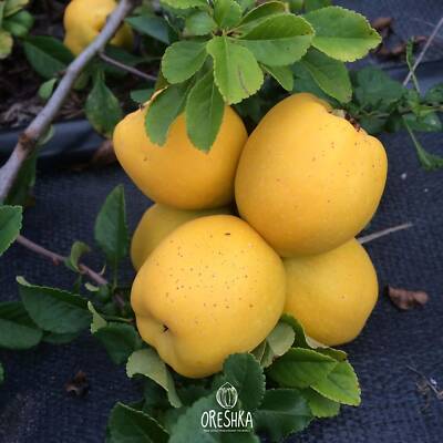 Chaenomeles Japonica 15+ frische Samen, Japanische Quitte, Maule's Quitte