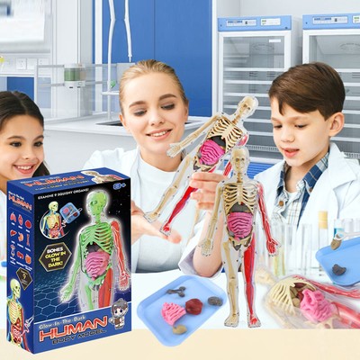 Anatomy Teaching Aid School Students Organs Bones Learning Educational Toy  