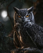 Owl Wall Art Print 8x10 Wildlife Bird Nature Decor - 260330176