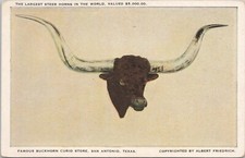 Lithograph Western Motif Largest Steer Taxidermy San Antonio Texas Saloon 1910s